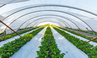 Strawberries and plastic mulch grown in a plastic tunnel